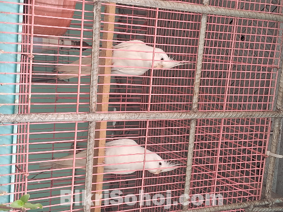 Albino cockatiel red eyes 1 pair